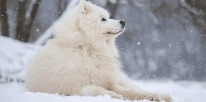 Giải mã giấc mơ thấy chó trắng, điềm báo lành hay dữ 9 Giải mã giấc mơ thấy chó trắng, điểm báo lành hay dữ