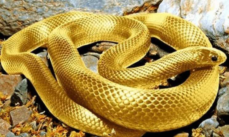 Giải Mã Giấc Mơ Thấy Rắn Và Những Con Số Bạn Cần Biết 6 Giải mã giấc mơ thấy rắn màu vàng