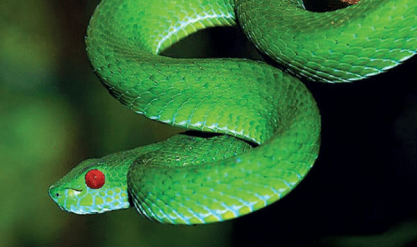 Giải Mã Giấc Mơ Thấy Rắn Và Những Con Số Bạn Cần Biết 5 Giải mã giấc mơ thấy rắn