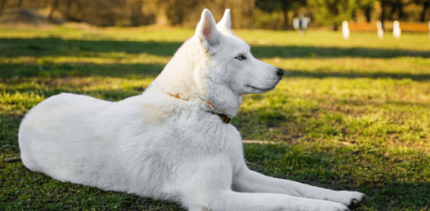 Giải mã giấc mơ thấy chó trắng, điềm báo lành hay dữ 7 Mơ thấy chó trắng đánh con gì dễ trúng