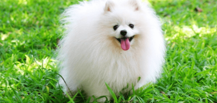 Giải mã giấc mơ thấy chó trắng, điềm báo lành hay dữ 6 Nằm mơ thấy chó trắng là điềm gì?