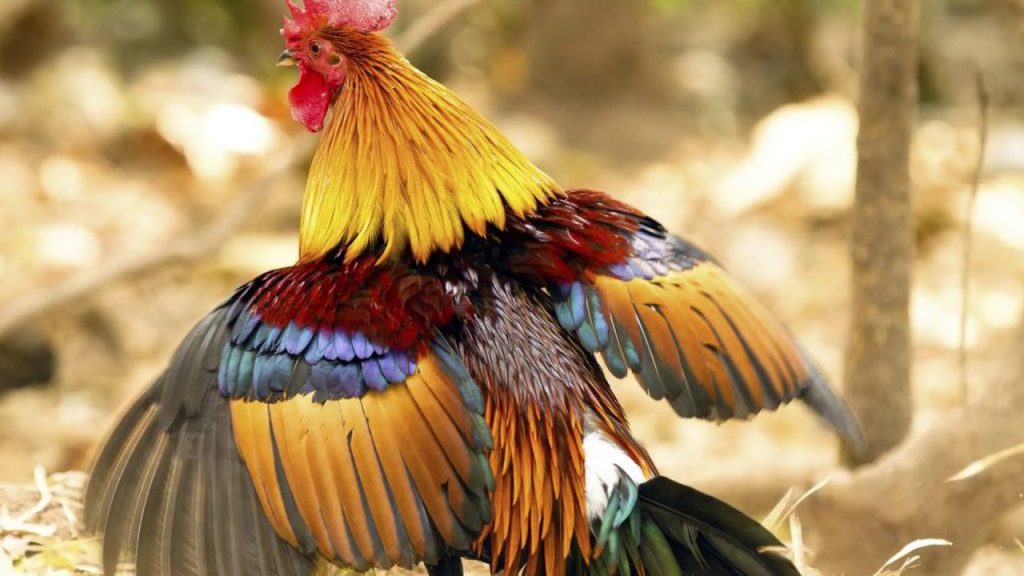 Mơ thấy gà rừng đánh con gì và các điềm báo bạn cần biết 5 Mơ thấy gà rừng đánh con gì và các điềm báo bạn cần biết