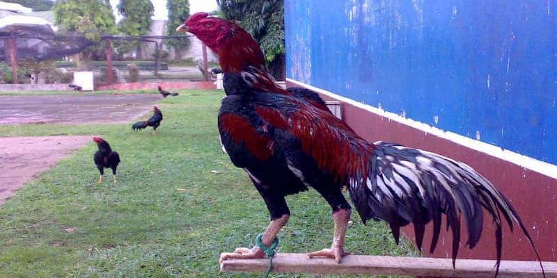 Bí quyết chọn gà cược qua màu mà anh em chắc chắn chưa biết 5 Tại sao cần xem màu gà chọi?