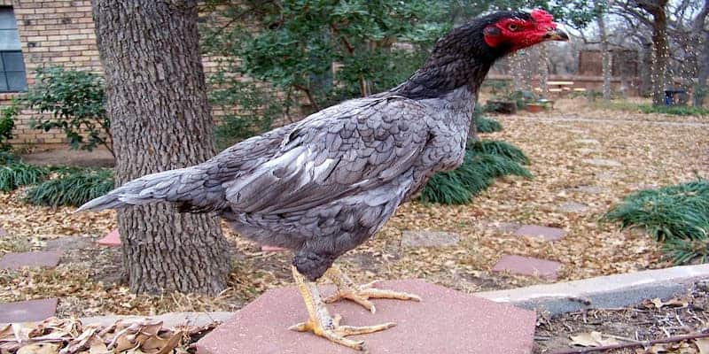 Bí quyết chọn gà cược qua màu mà anh em chắc chắn chưa biết 7 Bí quyết xem lông để chọn một vài loại gà chọi phổ biến