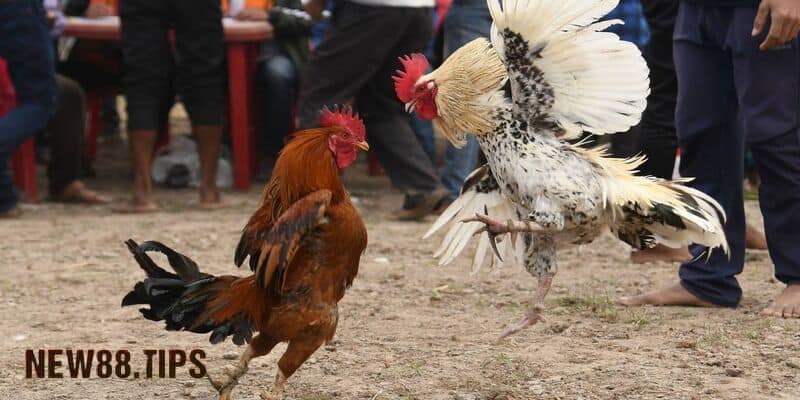 Đá Gà Trực Tiếp Là Gì? Kinh Nghiệm Đá Gà Dễ Thắng Nhất 5 Đá gà trực tiếp là gì?